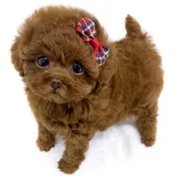 トイ・プードル