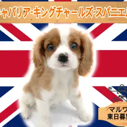 【 キャバリア・キングチャールズ・スパニエル 】英国の騎士呼ばれる癒しワンコ