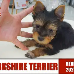 【 ヨーキー 】立派な立ち耳と優しい眼差し！！元気いっぱいの男の子！