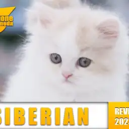 【サイベリアン】丸みのフォルムがたまらなく可愛い!史上最強のプリンスニャンコ降臨!!