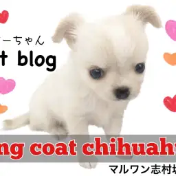 【 チワワ 】どこから見ても100点満点！あざと可愛い代表チワワがやってきました！