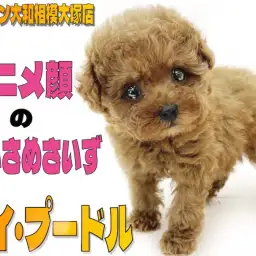 【 トイ・プードル 】アニメ顔の女の子！手のひらよりも小さいサイズのテディベア犬