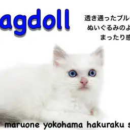 【 ラグドール 】ブルーの瞳が美しい!穏やかなぬいぐるみにゃんこ降臨