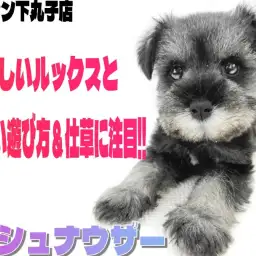 【 ミニチュアシュナウザー 】愛らしさがギュッと詰まった、あざとい系わんこ登場！