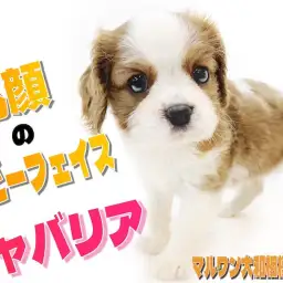 【 キャバリア 】丸顔のベビーフェイス！優しいルックスに癒される事間違いなし！