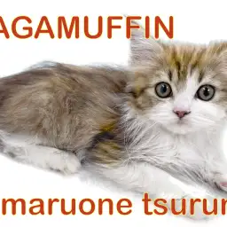 【 ラガマフィン 】生後4ヵ月!まん丸お目々の美形女子!