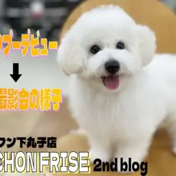 【 ビションフリーゼ 】2ndブログ！シャンプーデビュー！可愛い写真撮影会も開始