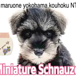【 ミニチュア・シュナウザー 】シックな色合いのむっちりボディのシュナちゃん
