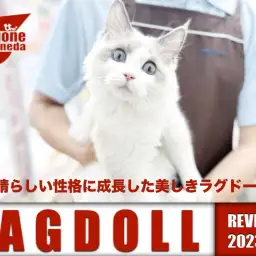 【 ラグドール 】スタッフが手塩にかけて育てた性格抜群のラグちゃん!