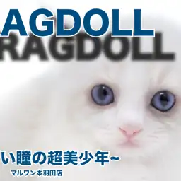 【 ラグドール 】青い瞳の美少年・シールポイントの成長変化が楽しみで仕方がない！