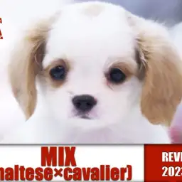 【 MIX 】ブレナムスポット・ドワーフ体型!人気急上昇のマルキャバMIX!