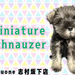 【 ミニチュアシュナウザー 】おっとり甘えん坊さんなソルト&ペッパーの女の子!