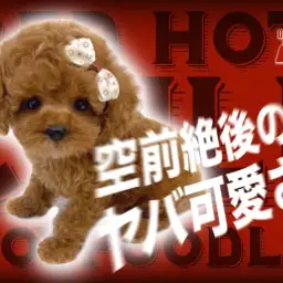 【 トイプードル 】環境馴れ抜群!素晴らしい被毛と愛らしいお顔の男の子!