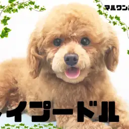 【 トイプードル 】シュッとしたスタイルにクリクリお目め!愛くるしい男の子です