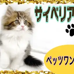 【 サイベリアン】お手入れだって優秀!甘えん坊キャット