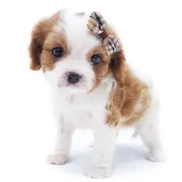 キャバリア・キングチャールズ・スパニエル