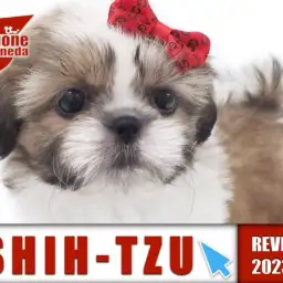 【 シーズー 女の子 】ホワイトゴールドのキューティーハニーがやってきた!