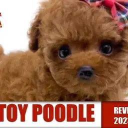 【 トイプードル 】明るく社交性高い鮮やかなレッドカラーの女の子！