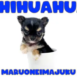 【 チワワ 】生後59日体重414g！目ヂカラ最強の極小チワワが聖地に降臨！