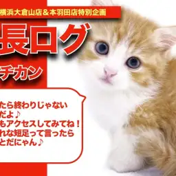 【 マンチカンちゃんの成長アルバム 】ドンドン甘ったれになるマンチちゃんの成長記!
