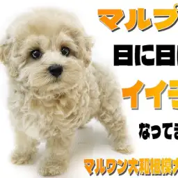 【 MIX 】ぬいぐるみの様なマルプー!お利口さんに過ごす毎日を届ける2nd記事