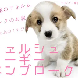 【 ウェルシュコーギーペンブローク 】ご飯大好き!ピンクのお腹で癒されちゃう!