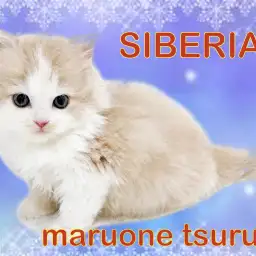 【 サイベリアン 】優しい性格!幸運を呼ぶハチワレの女の子!
