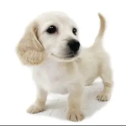 カニンヘン・ダックスフント