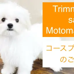 【 元町トリミング 】トリミングコースのご紹介！愛犬サッパリさせます！
