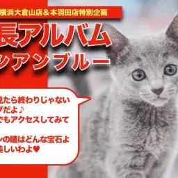 【 ロシアンブルー成長アルバム 】美しき被毛と体と瞳の成長記録!