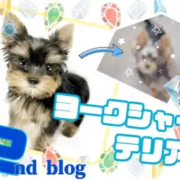 【 ヨークシャーテリア 】キラキラの輝きが出ました！性格も磨きがかかる男の子