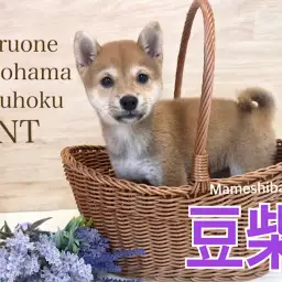 【 豆柴 】生後84日!小さな大和撫子豆柴ちゃん