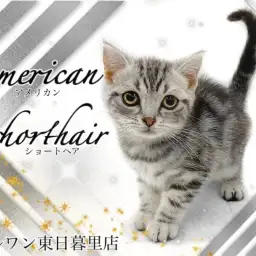 【 アメリカンショートヘア 】「撫でて！」と頭突きしてくる甘えん坊アメショちゃん