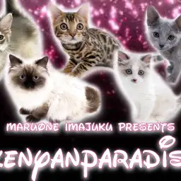 【 今宿ニャンコ 】マルワン横浜今宿店のイケニャン祭り!C5の最新情報をお届け!