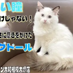 【 ラグドール 】青い瞳のみならず!毛色にも磨きをかけ美しさマシマシの2nd記事