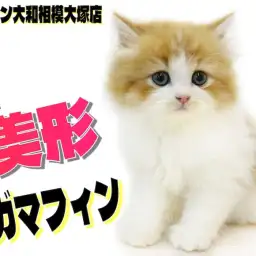 【 ラガマフィン 】超美形！丸くて大きな瞳とぬいぐるみの様なルックスに釘付け！