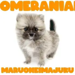 【 ポメラニアン 】白い靴下を履いた超爆毛でフレンドリーなたぬき顔の女の子!