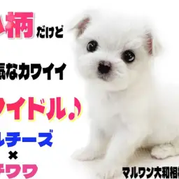 【 MIX 】両親はマルチーズとチワワ！小柄で元気なクリームカラーのアイドル！