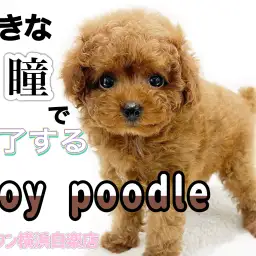 【 トイ・プードル 】アイドル級の大きな瞳がポイント!小さめサイズの女の子