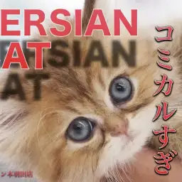 【 ペルシャ 】ぴょんぴょん跳ね回る元気いっぱいのチンチラゴールデン！