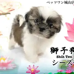 【 シーズー 】まん丸な顔が可愛らしいモチモチ体型のシーズーちゃん