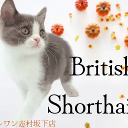 【 ブリティッシュショートヘア 】まるで高級絨毯？！モコフワ代表猫！