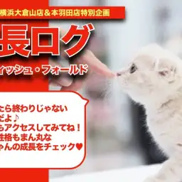 【 スコにゃんの成長アルバム 】お顔もお目々も性格もまん丸スコニャンの成長記!