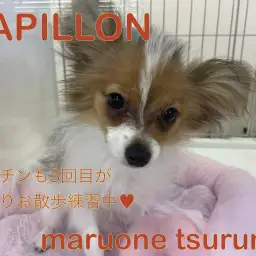 【 パピヨン 】4ヶ月の遊ぶの大好き!やんちゃな女の子!!