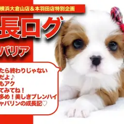 【 キャバリアちゃんの成長アルバム 】レッド多め!美しきブレンハイムのキャバリンの成長記!!