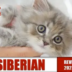 【 サイベリアン 】環境適応能力高めの美猫!!美しさの秘密はダブルライン!