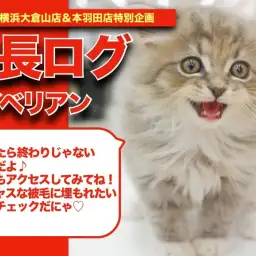 【 サイベリアン 】ゴージャスな被毛に包まれたサイベリアンちゃんの成長記!!!