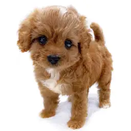 MIX（キャバリアキングチャールズスパニエル×トイプードル）