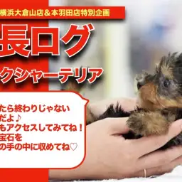 【 ヨーキー 】動く宝石!愛嬌たっぷりのヨークシャテリアちゃんの成長記!