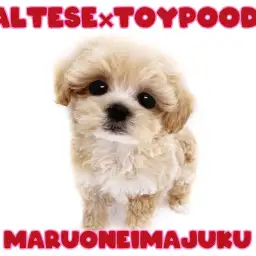 【 MIX犬 】初心者必見の大人気MIX！フレンドリーなアプリコットマルプー登場